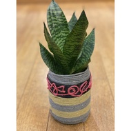 Snake plant Sansevieria indoor plant