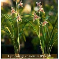 Promo Cymbidium ensifolium/anggrek tanah kuning/anggrek tanah cantik