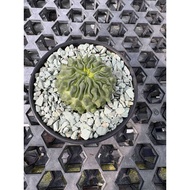 Stenocactus multicostatus forma nuda 无刺多棱玉 cactus succulent