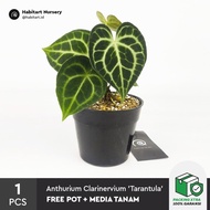 Anthurium Clarinervium 'Tarantula' - Tanaman hias koleksi / houseplant