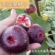 Ready Stock Fast Shipping Four Seasons Fig Seeds Balcony Courtyard Potted Plants Fig Saplings Seeds 