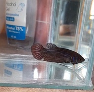 *Live fish* Wild betta mahachai blue hibrid female random pick / ikan laga / fighter fish