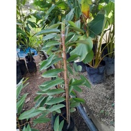 Pokok Durian D24 Kahwin (Besar)