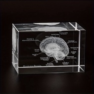 3D Crystal Human Brain Anatomy Model Laser Engraved Neurology Teaching Tool Scientific Gift