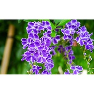 Duranta Erecta 'Alba' White Purple Sky Flower real live outdoor plant  金露花 anak pokok hidup hiasan r