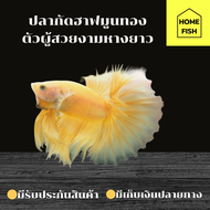 ปลากัดฮาฟมูนสีทองสวยงามเพศผู้ คัดเกรด (มีรับประกันสินค้า)(มีเก็บเงินปลายทาง)