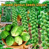 Fresh Organic Brussel Sprout Seeds for Planting (20 Seed) 抱子甘蓝 High Yield Rare Brussels Sprouts Vege