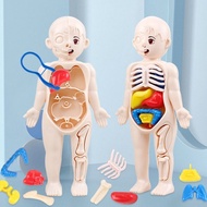 Human Body ORGAN Educational Toys Human Body Model STEM SCIENCE SCIENCE Learning Human Body Organs