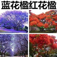 ⑧比藍花楹種子 種籽鳳凰木樹種子 種籽紅花楹種子 種籽 藍霧樹紫花雲洋楹 藍花楹種籽lzh