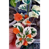 ❁Rare!!! Rooted Bougainvillea Delima