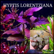 AQUATIC PLANTS LORENTZIANA, SAO PAOLO, BALSAMICA, SUNSET, DWARF SAGITTARIA, CUPHEA