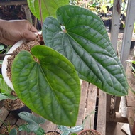 ORIGINL tanaman hias anthurium sirih besar/sirih kraton