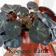 Begonia Acetosa Begonia Kuping gajah begonia karoet merah