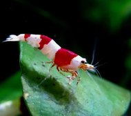 Crystal Red Shrimp CRS by [3k Aquatic]