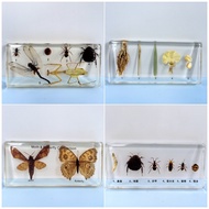 16cm Super Large Insect Specimen Life History Real Kindergarten Teaching Animal Plant Growth And Dev