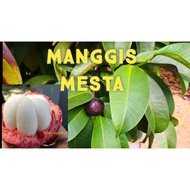 Anak Pokok Manggis Mesta Kawin ,Berbuah Rendah/Rendang