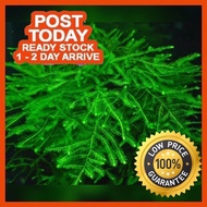 🔥PROMO ITEM🔥Java moss murah Aquarium aquascape Guppy Betta life moss life plant