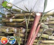 ``. Bibit tebu telur. 5 POHON bibit tebu
