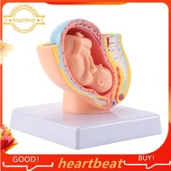 [Hot-Sale] Human Pregnancy Fetal Development 9Th Month Embryonic Pelvic Model Fetus Foetus Pregnancy