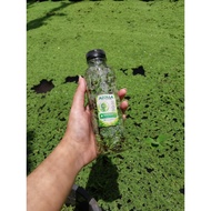 Azolla Microphylla Super Fresh Seeds – Food for Ducks, Chickens, and Catfish | Fast Growing Water Pl