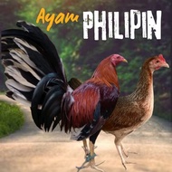 telur ayam philipin asli petarung AK47 bisa untuk di tetaskan