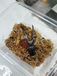 【映賽恪特甲蟲Insect】美他力佛細身赤鍬形蟲 成蟲 單公 單母 CMF