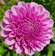 1 เหง้า/ชุุด รักเร่ Dahlia Bulb สายพันธุ์ Shirley Yeoman หัวรักเร่ ดอกไม้ ดอกรักเร่ เหง้า นำเข้า ยุโ