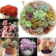 Singapore Ready Stock High Quality Mixed Succulent Seeds 100pcs/bag Lovely Indoor and Outdoor Ornamental Plants Succulent Plant Live Bonsai Plant Easy To Grow