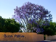 布什枕頭招待所 (Bush Pillow Guest House)