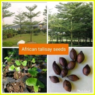 ✑ ✁ ☽ African talisay seeds(10 pcs)buy 2 get 1 free