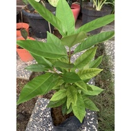 Pokok Salam / Daun Salam / Bay Leaf