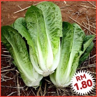 L62 Lettuce Seeds (300+/-) Biji Benih Salad / Broadleaf Lettuce Seeds / 宽叶油麦菜种子 / Benih sayur / Vegetable seeds / 蔬菜种子 / 种子