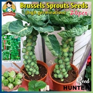 Fresh Brussels Sprouts Seeds for Planting Vegetables Plants (Fast Growing 20Seed) Organic Brussel Sp