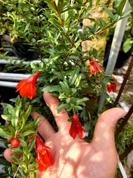 cây lựu đỏ ấn độ