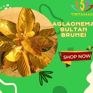 Terlaris Aglonema Sultan Brunei / Aglaonema Sp Kuning Emas Best Seller