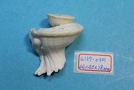 superlin30 a157-0301 瑪娃花仙螺 (44*40*28 mm)