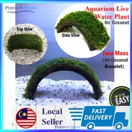 Java Moss [On Coconut] Aquarium Water Plant Low Level Aquascape Vesicularia Dubyana Tank 🌊READY STOCK🌊 | Perfect Ocean