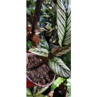 ♈Calathea White Star for Collectors