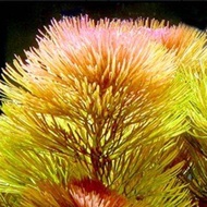 cabomba super red cabomba green cabomba merah