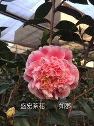 【盛宏茶花】茶花品種︱C嫁接茶花︱如夢C820