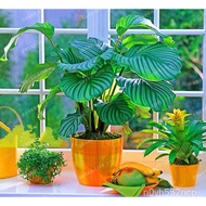 spot seeds 100PCS Flowers Calathea seeds seeds Balcony Bonsai Plant