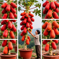 100% Original Fresh Red Papaya Seeds Red Lady Dwarf Papaya Seeds for Planting Fruits (High Germinati