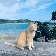 連休沖繩│免請假．戀上奧武島（猫島）．美國村．海景下午茶．海豚秀．琉球文化．OUTLET三日│保住A級市中心飯店