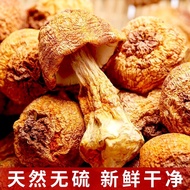 New Product Yunnan Ji Matsutake Fresh Ji Matsutake Dry Goods Wholesale Brazil Mushroom Soup Ingredie