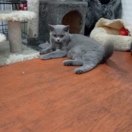 Kucing British shorthair betina 9 bulan