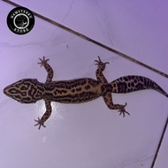 Leopard Gecko Mack Snow Tremper Bold Stripe