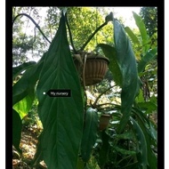 Anthurium big bill ori Ecuador clone Not frm Thailand Ori big bill is wide leaves shape/if Thailand 