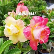 5551 富贵花沙漠玫瑰 ADENIUM PLANT BUNGA KEMBOJA  泰国花色THAILAND