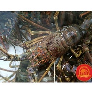 Lobster Hidup Live Seafood Per Kg Isi 8-10 BERKUALITAS
