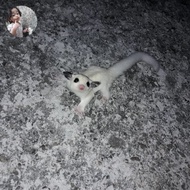 sugar glider true platinum mosaic